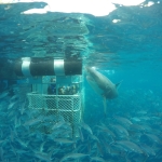 Port Lincoln shark cage diving