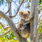 Koala in Port Lincoln
